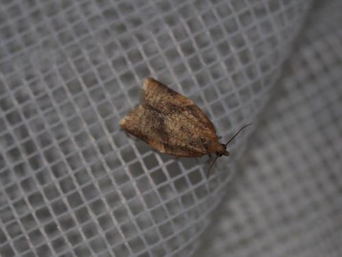 Clepsis consimilana